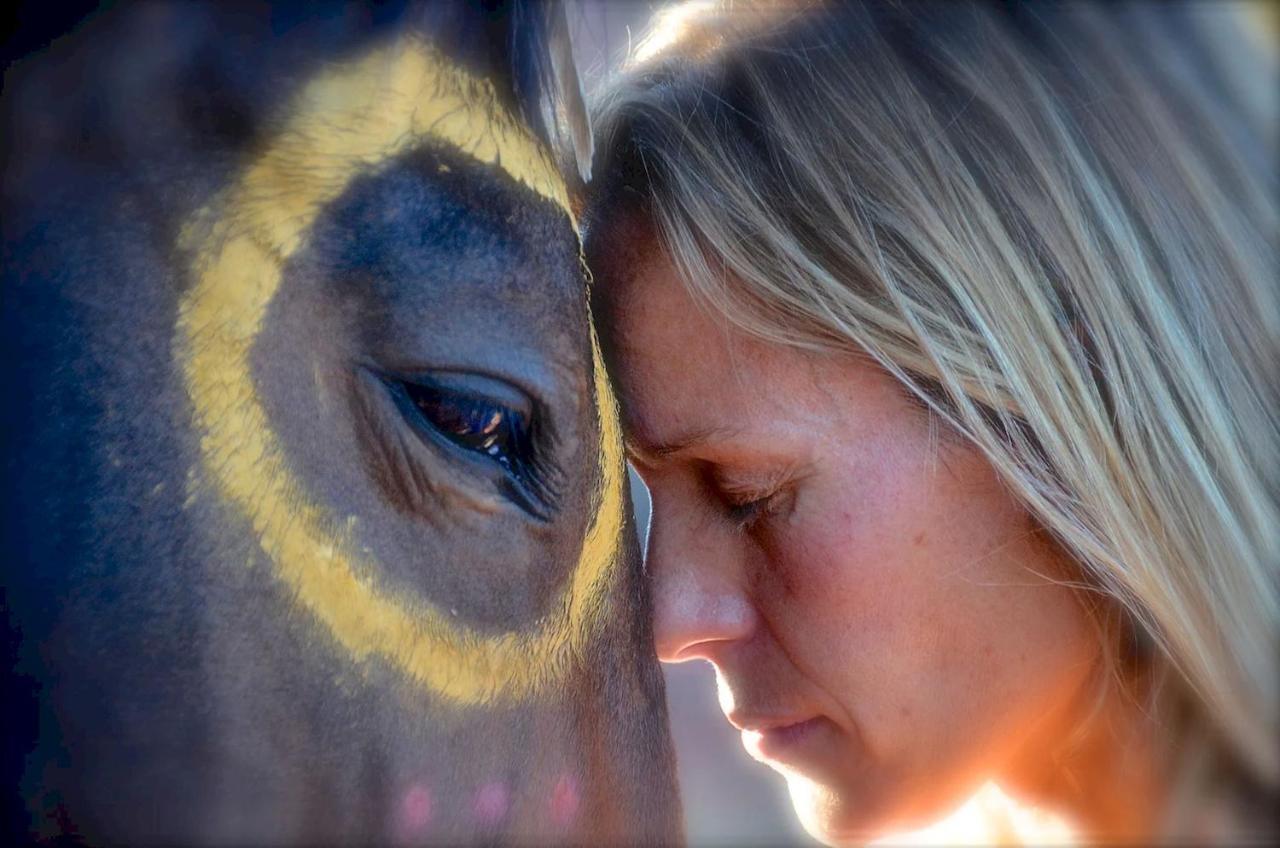 The Mountain Lion - Horses Sedona'S Most Loved Exterior photo